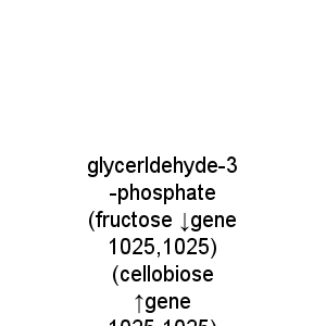 glycerldehyde-3-phosphate (fructose ↓gene 1025,1025) (cellobiose ↑gene 1025,1025)